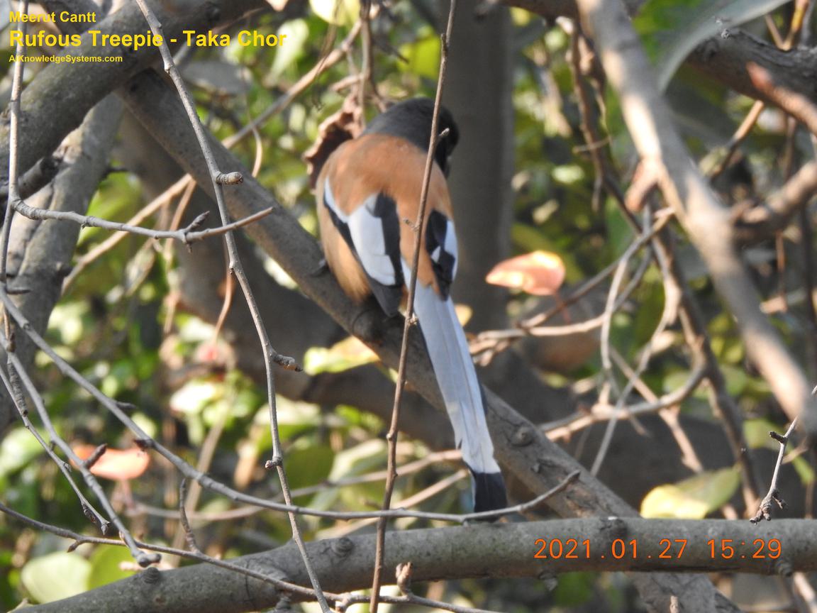 Rufous Treepie (19) Coming Soon